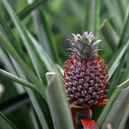 Apartamento Pineapple *