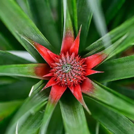 Pineapple شقة Ponta Delgada