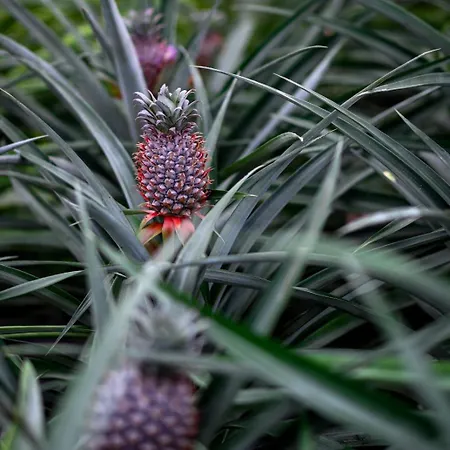 شقة Pineapple Ponta Delgada