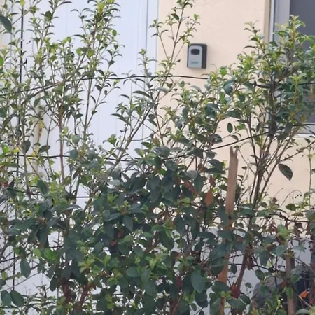 Apartment Pineapple *