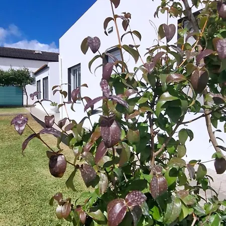 Pineapple Apartamento