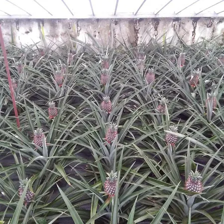 Pineapple * Ponta Delgada