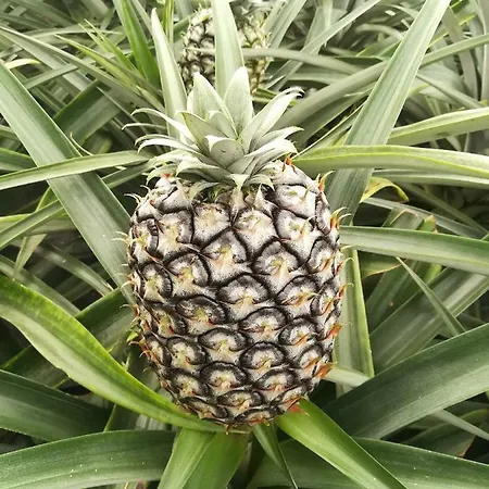 Pineapple Понта-Делгада