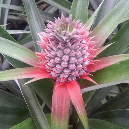 Апартаменты Pineapple