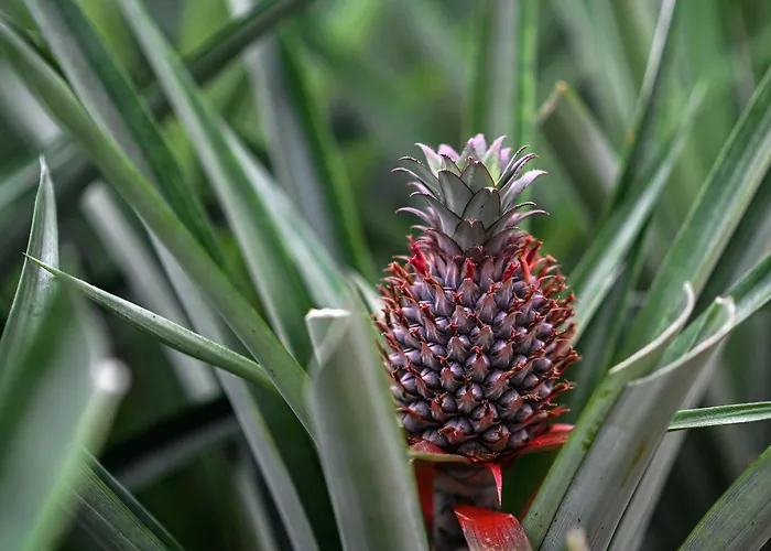 Apartamento Pineapple *
