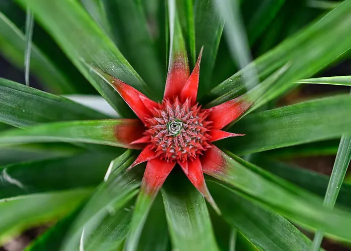 Pineapple Apartment Ponta Delgada (Sao Miguel)