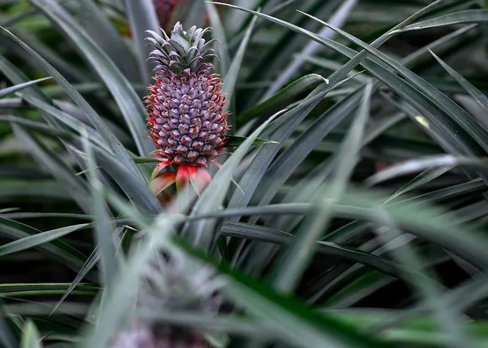 Apartamento Pineapple Ponta Delgada