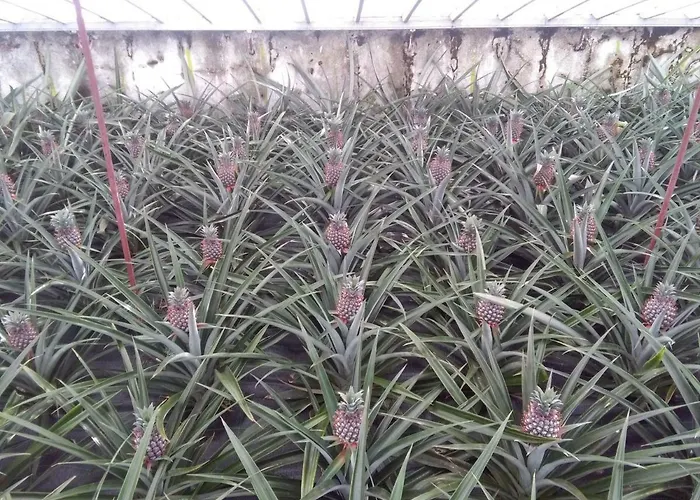 Pineapple * Ponta Delgada