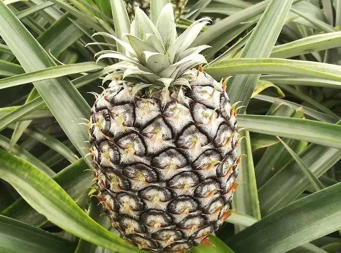 Pineapple Ponta Delgada (Sao Miguel)